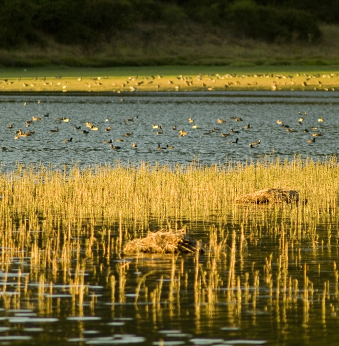 Conservación Flora y Fauna