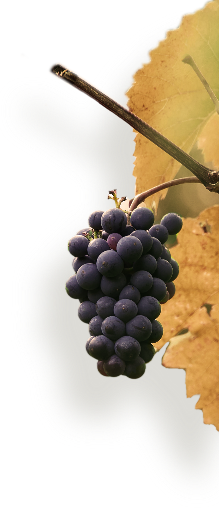 Uvas